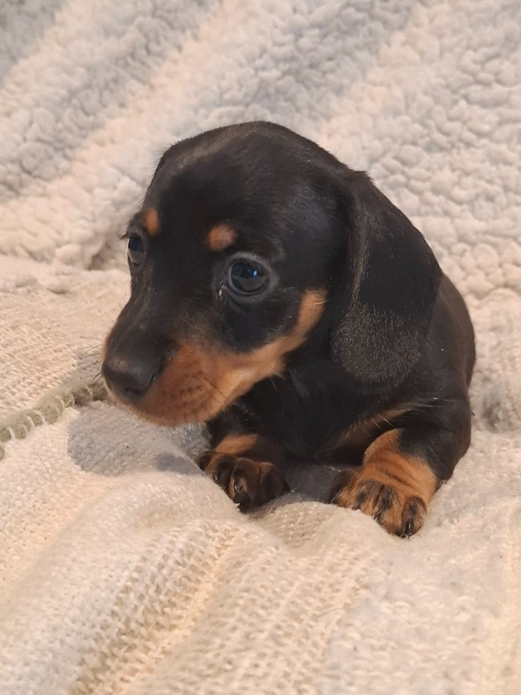 du Mas de Kevantsteph - Chiots disponibles - Teckel poil ras