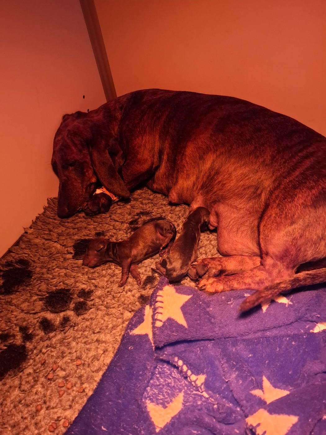 du Mas de Kevantsteph - Chiots disponibles - Teckel poil ras