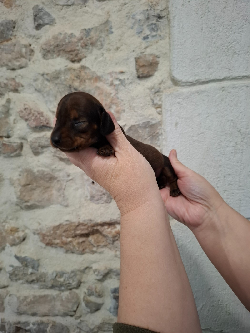 Chiot Teckel poil ras du Mas de Kevantsteph