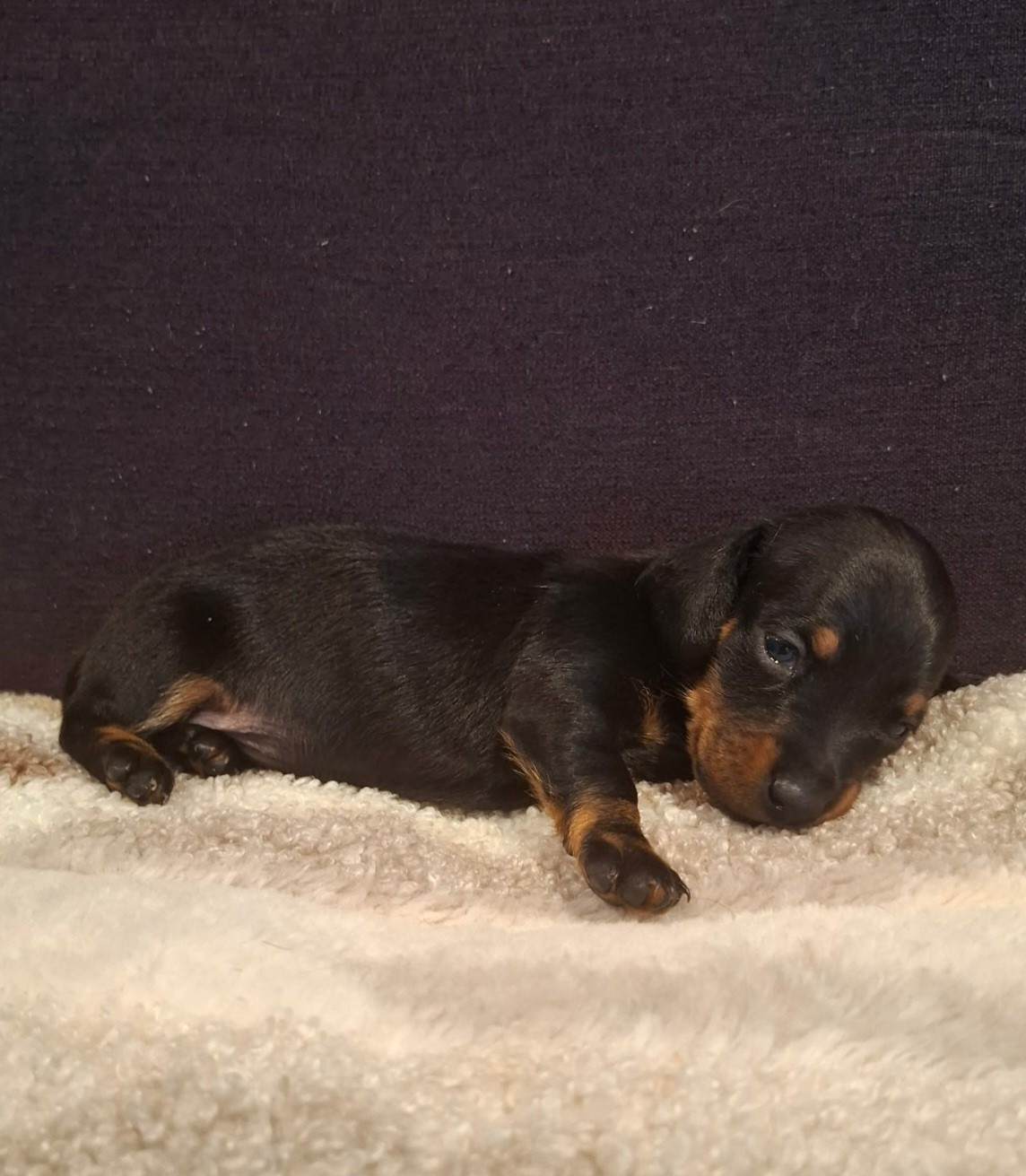 du Mas de Kevantsteph - Chiots disponibles - Teckel poil ras