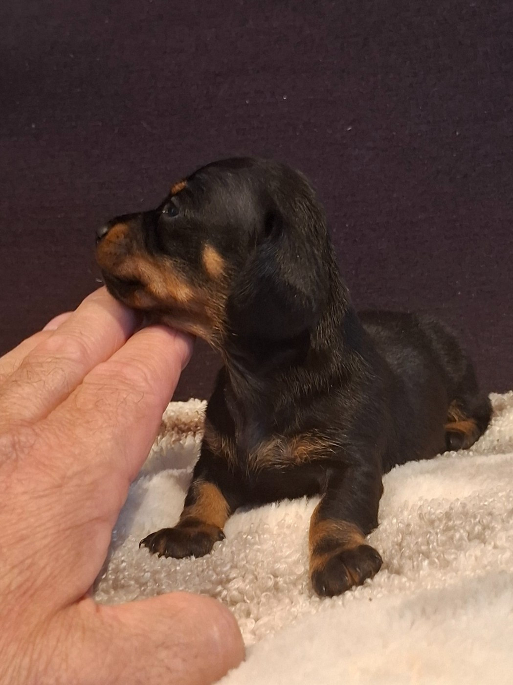 du Mas de Kevantsteph - Chiots disponibles - Teckel poil ras