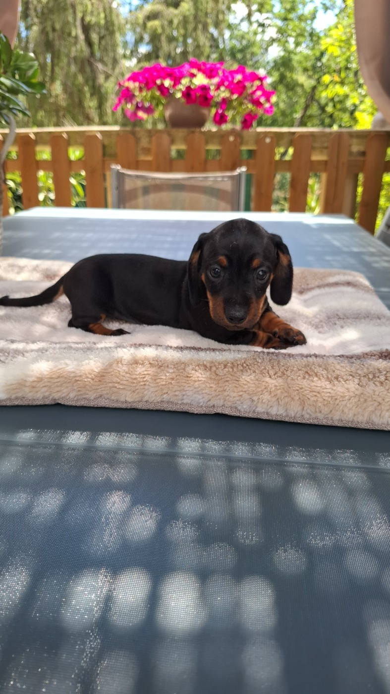 du Mas de Kevantsteph - Chiots disponibles - Teckel poil ras