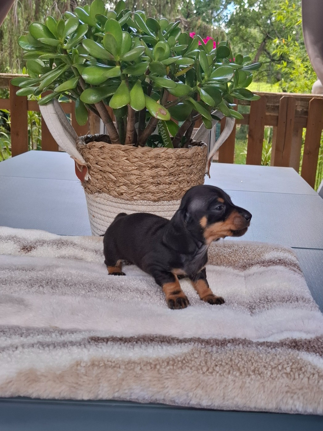 du Mas de Kevantsteph - Chiots disponibles - Teckel poil ras