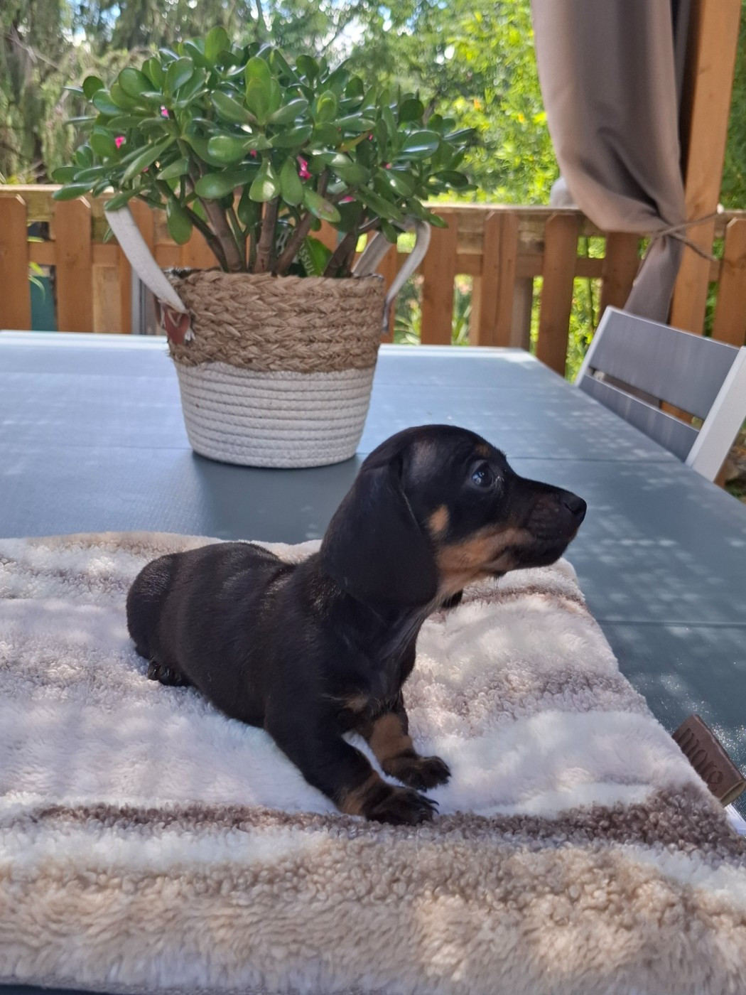 du Mas de Kevantsteph - Chiots disponibles - Teckel poil ras