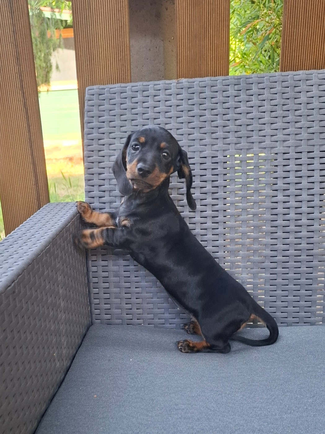 du Mas de Kevantsteph - Chiots disponibles - Teckel poil ras