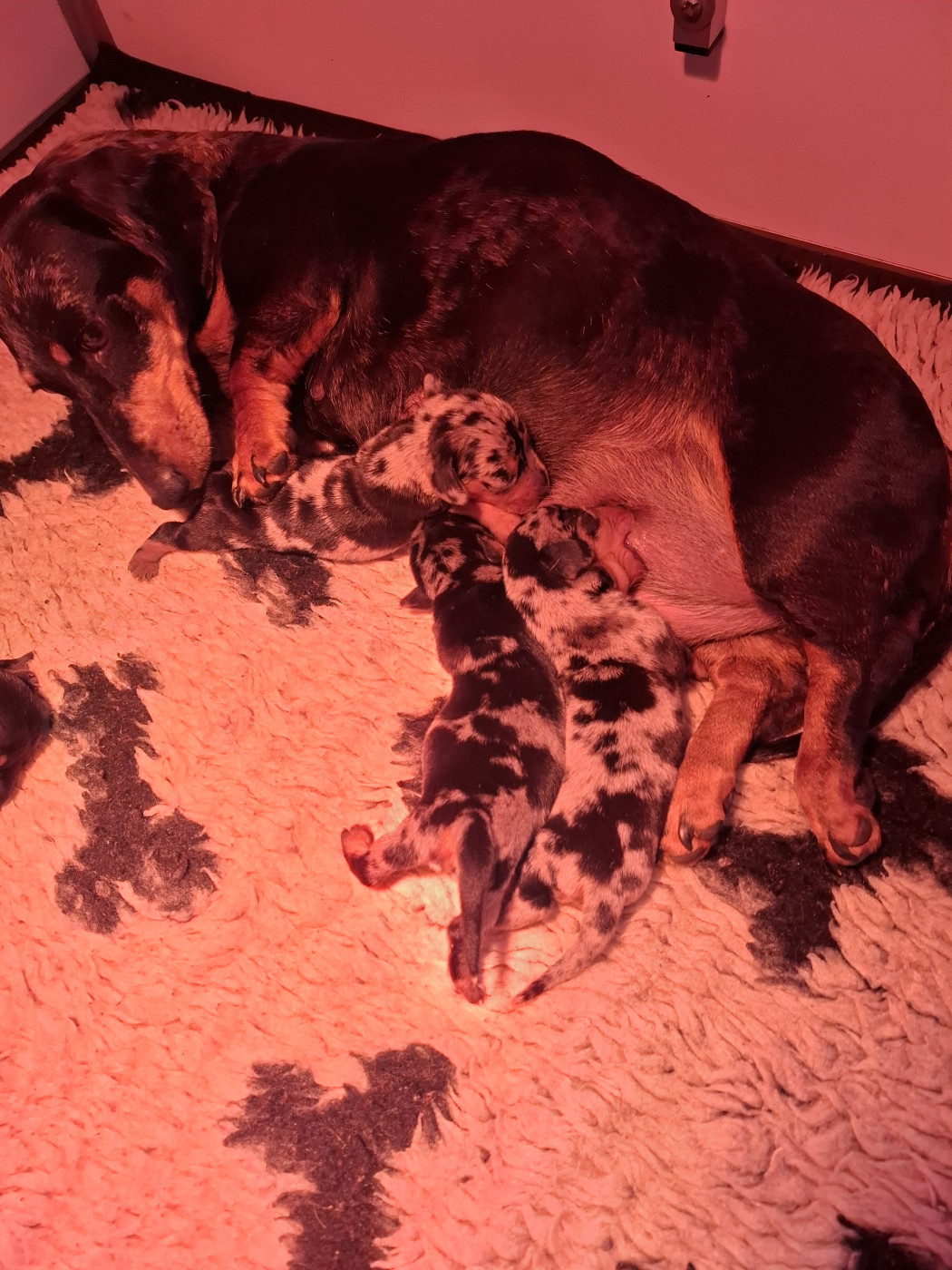 Chiot Teckel poil ras du Mas de Kevantsteph