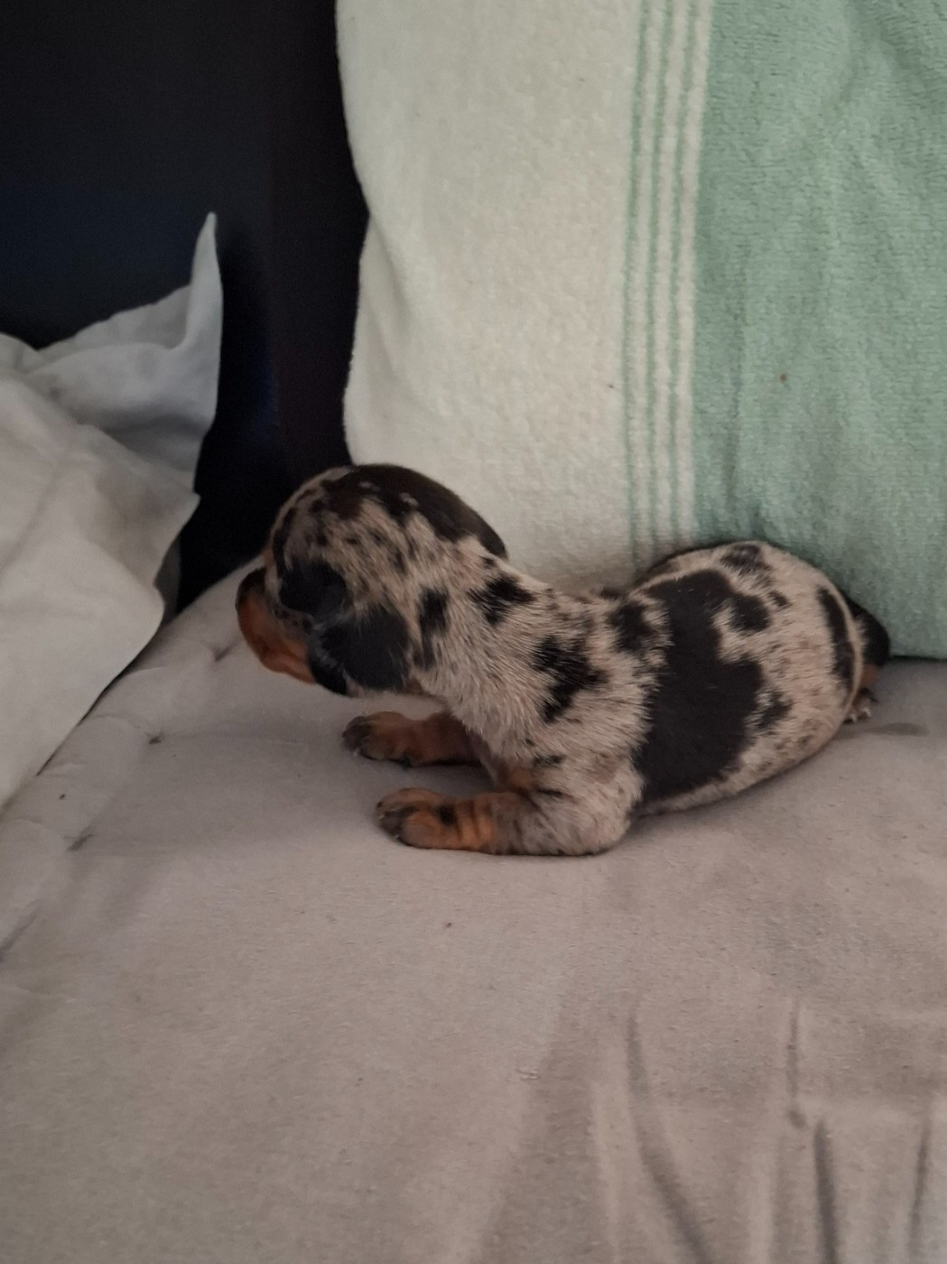 du Mas de Kevantsteph - Chiots disponibles - Teckel poil ras