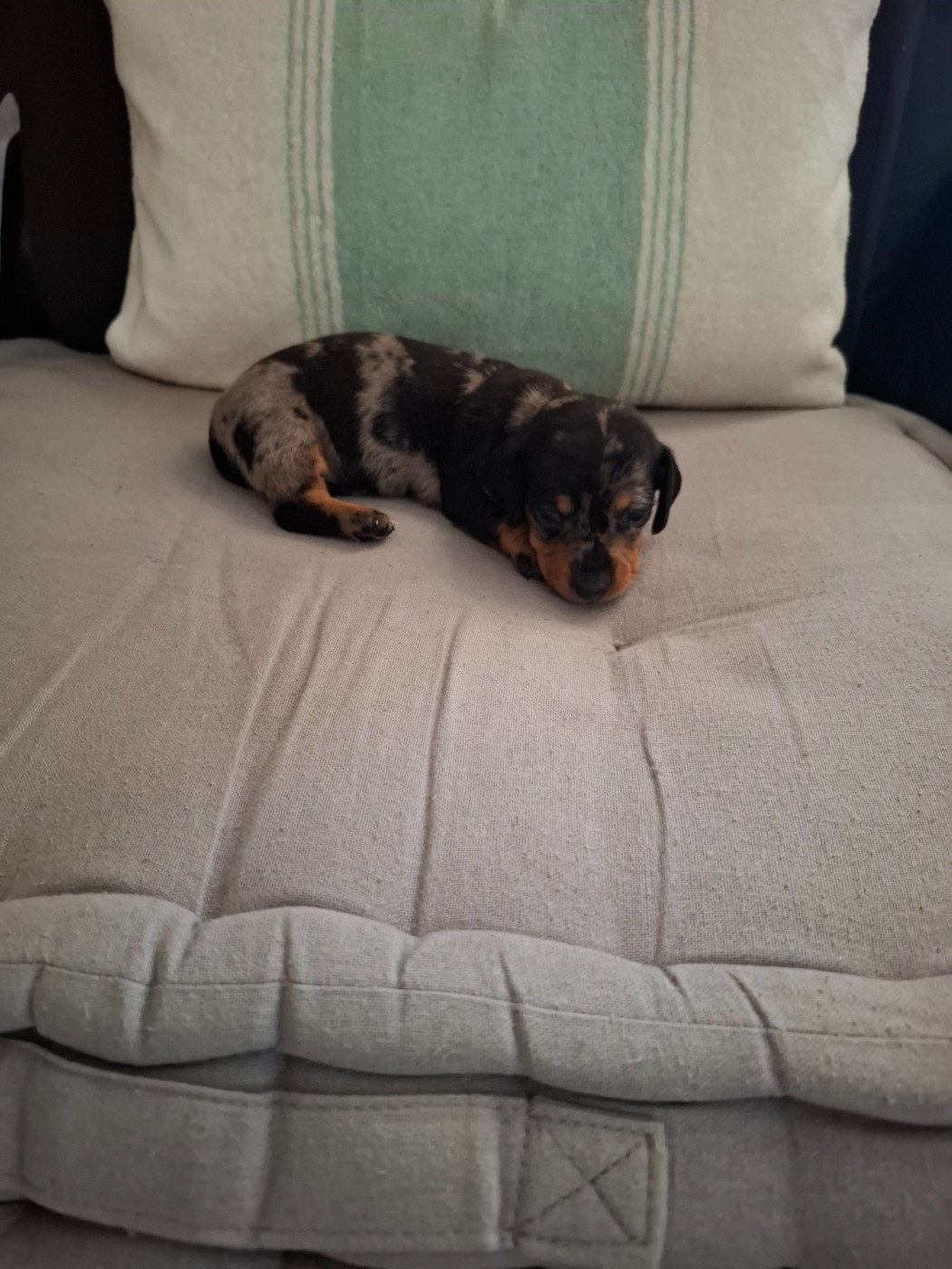 du Mas de Kevantsteph - Chiots disponibles - Teckel poil ras