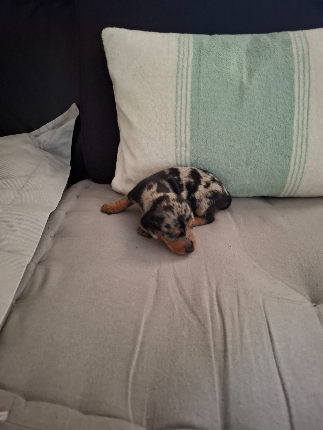 du Mas de Kevantsteph - Chiots disponibles - Teckel poil ras