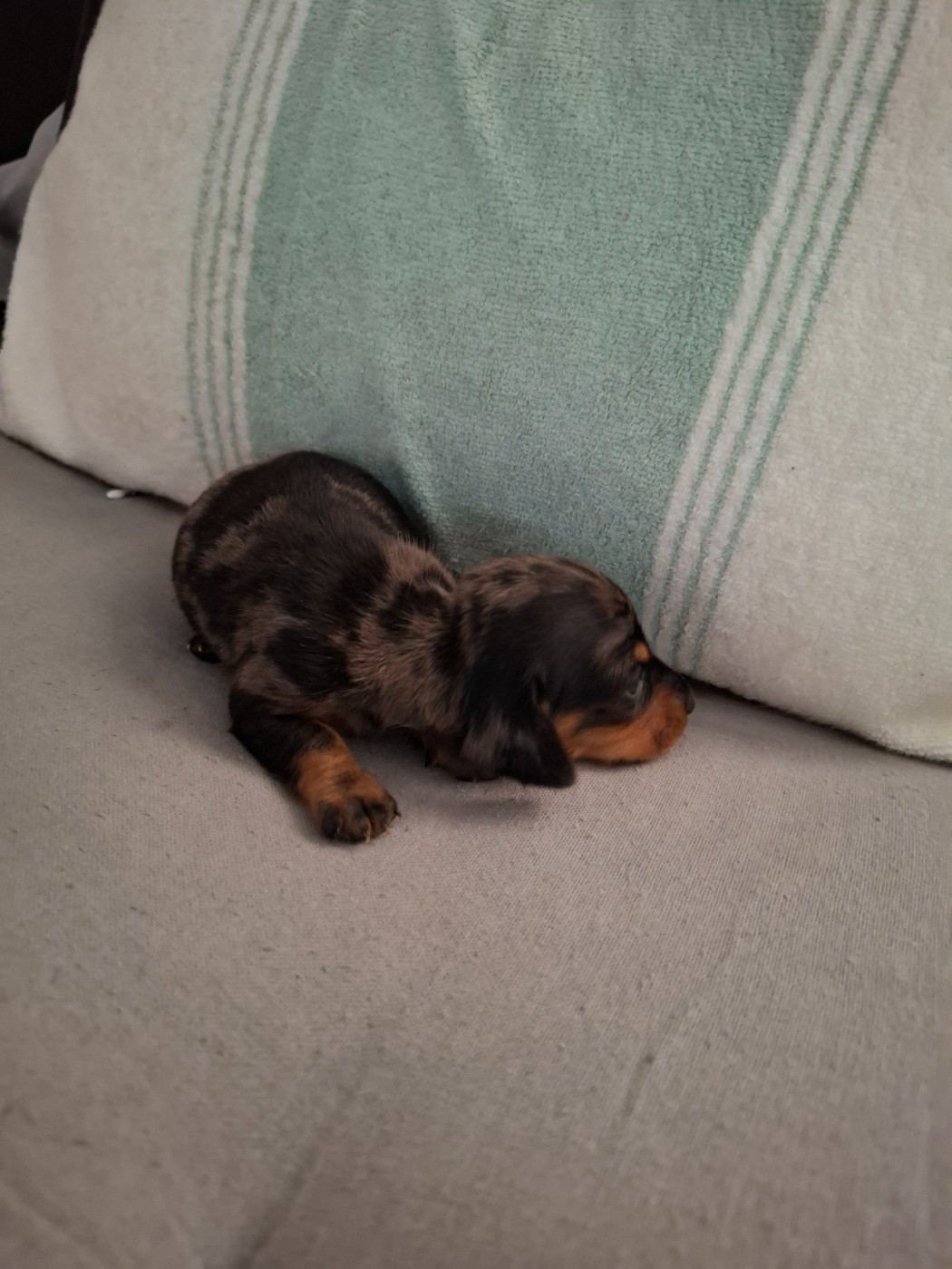 du Mas de Kevantsteph - Chiots disponibles - Teckel poil ras