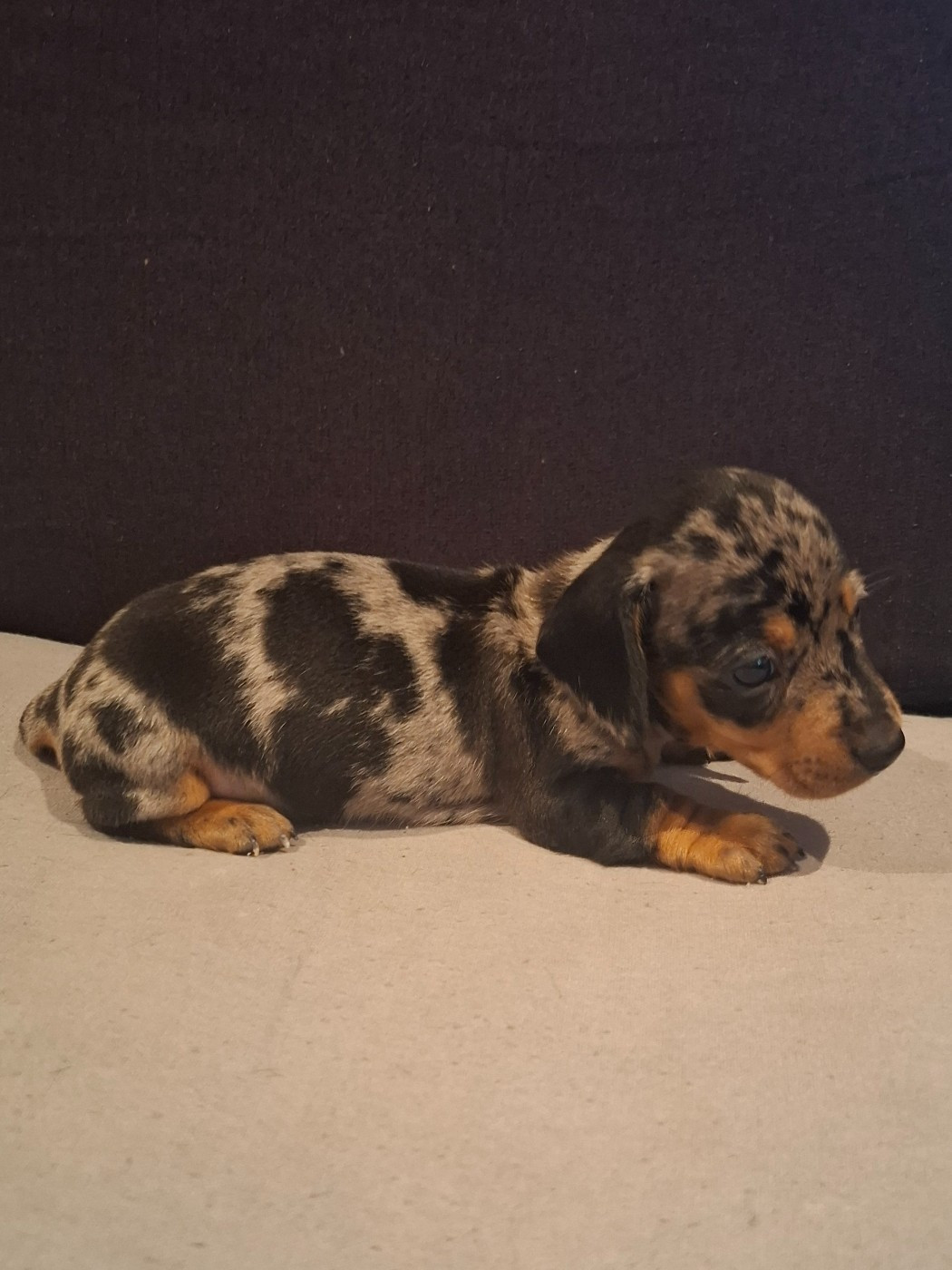 du Mas de Kevantsteph - Chiots disponibles - Teckel poil ras