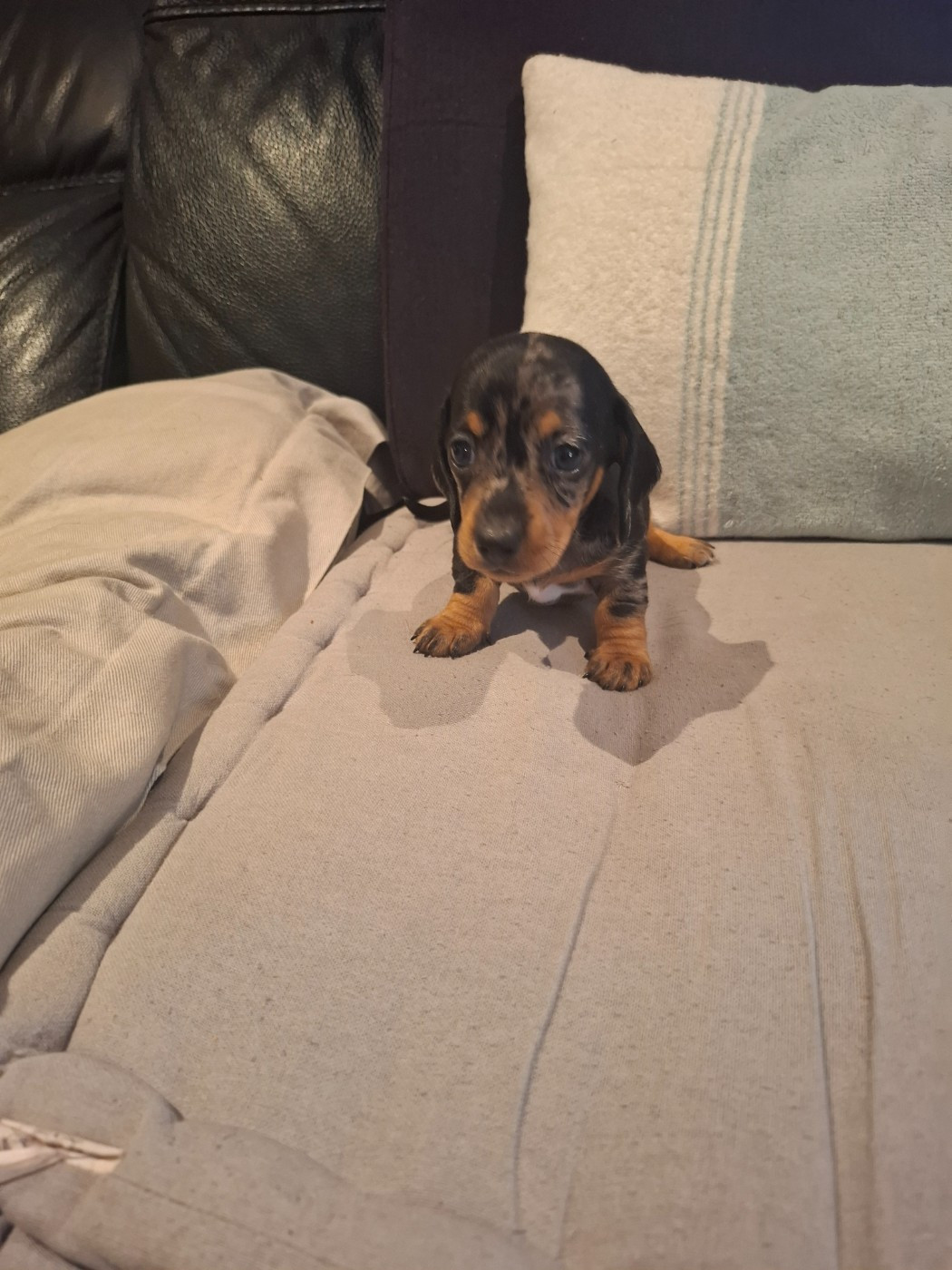 du Mas de Kevantsteph - Chiots disponibles - Teckel poil ras
