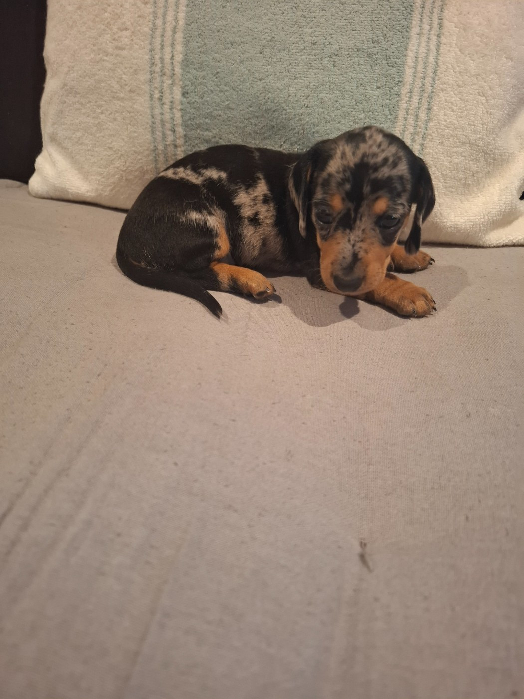 du Mas de Kevantsteph - Chiots disponibles - Teckel poil ras