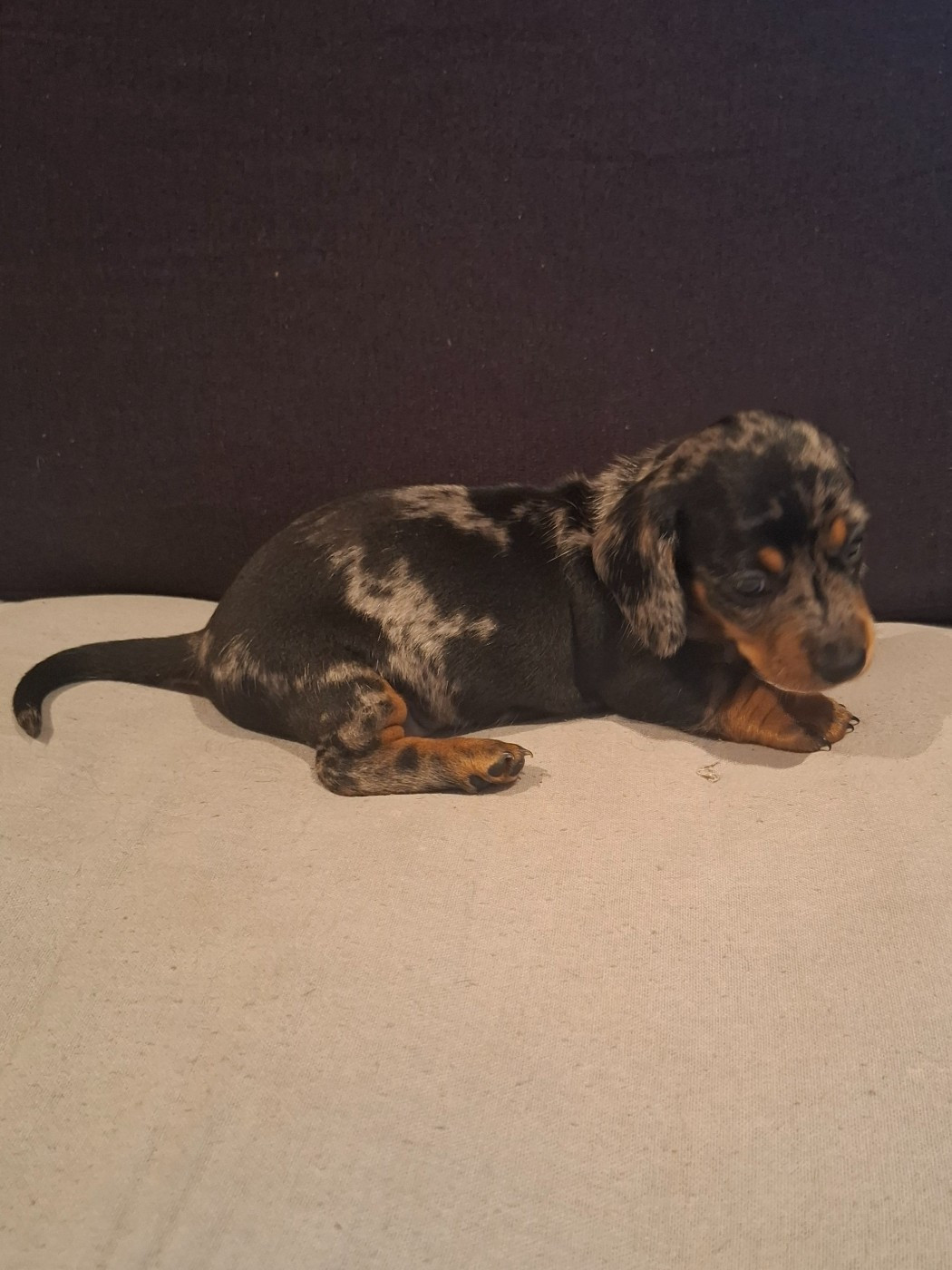 du Mas de Kevantsteph - Chiots disponibles - Teckel poil ras