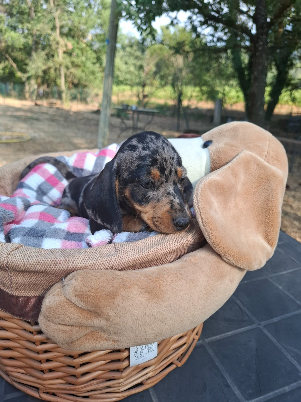 du Mas de Kevantsteph - Chiots disponibles - Teckel poil ras