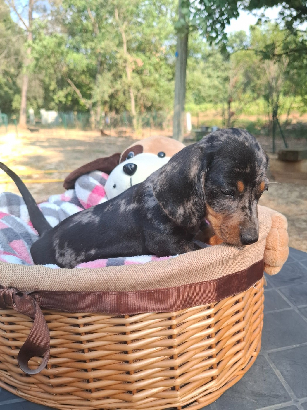 du Mas de Kevantsteph - Chiots disponibles - Teckel poil ras