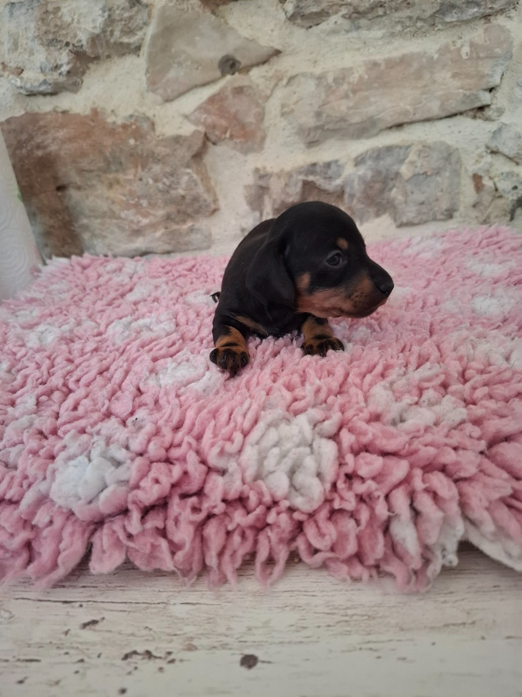 du Mas de Kevantsteph - Chiots disponibles - Teckel poil ras