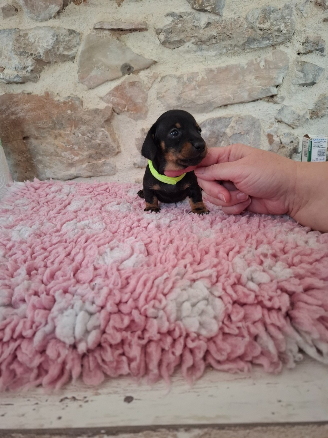 du Mas de Kevantsteph - Chiots disponibles - Teckel poil ras