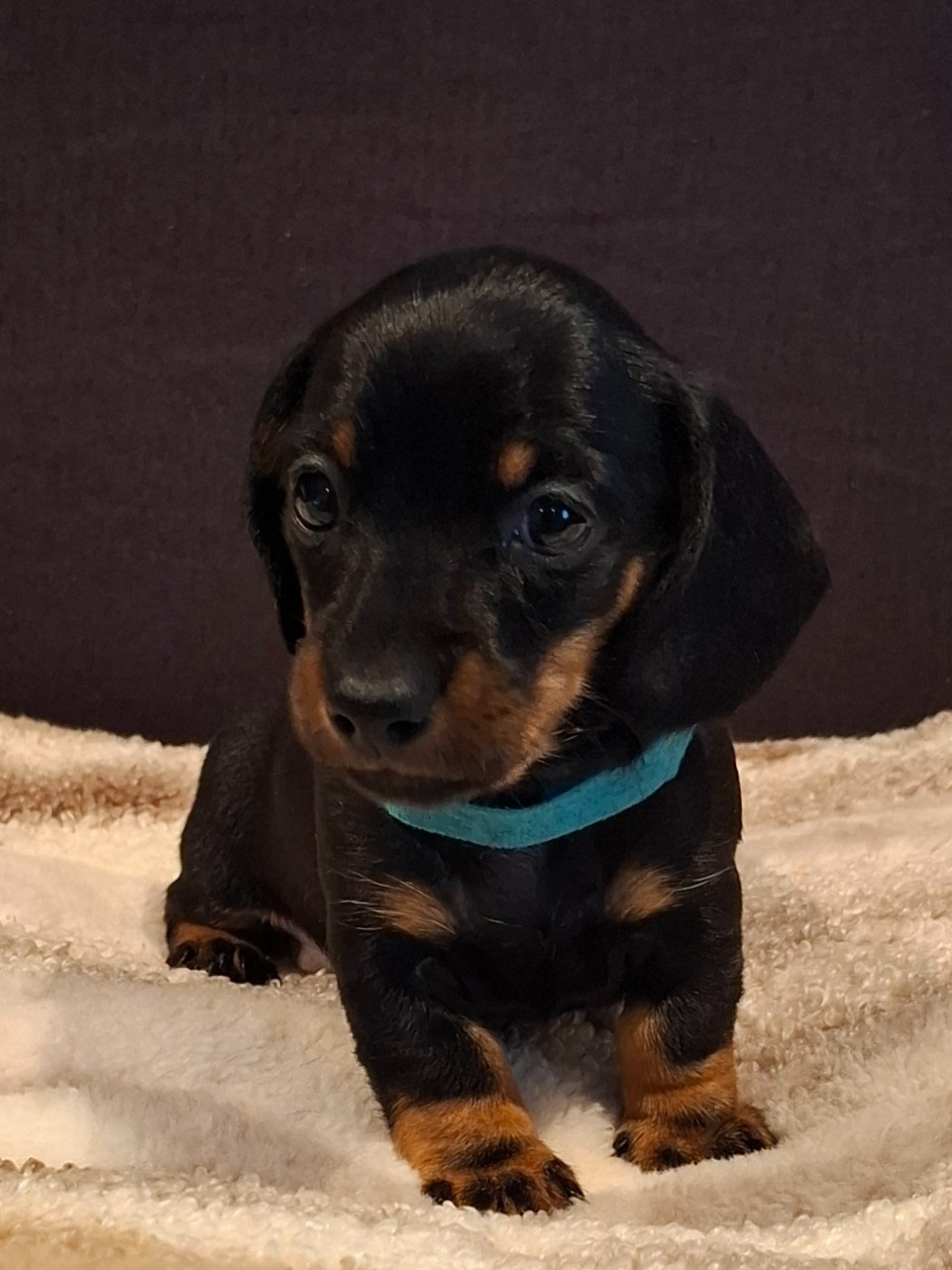 du Mas de Kevantsteph - Chiots disponibles - Teckel poil ras