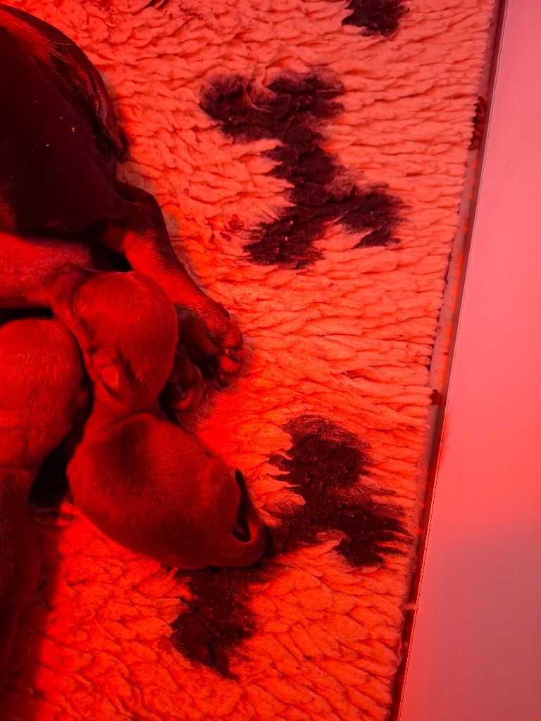 du Mas de Kevantsteph - Chiots disponibles - Teckel poil ras