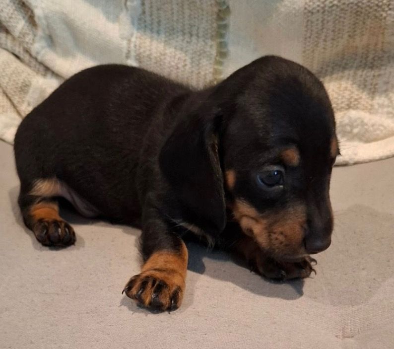 du Mas de Kevantsteph - Chiots disponibles - Teckel poil ras