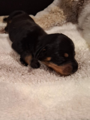Chiot N°1