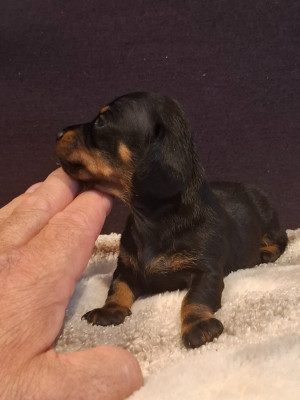Chiot N°2